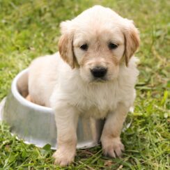 puppy eating