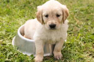 puppy eating