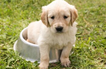 puppy eating