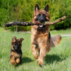 dog chewing tree branch