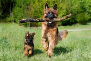 dog chewing tree branch