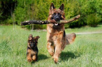 dog chewing tree branch