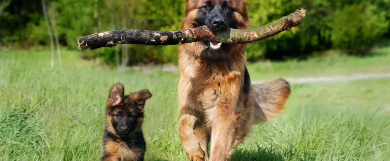 dog chewing tree branch