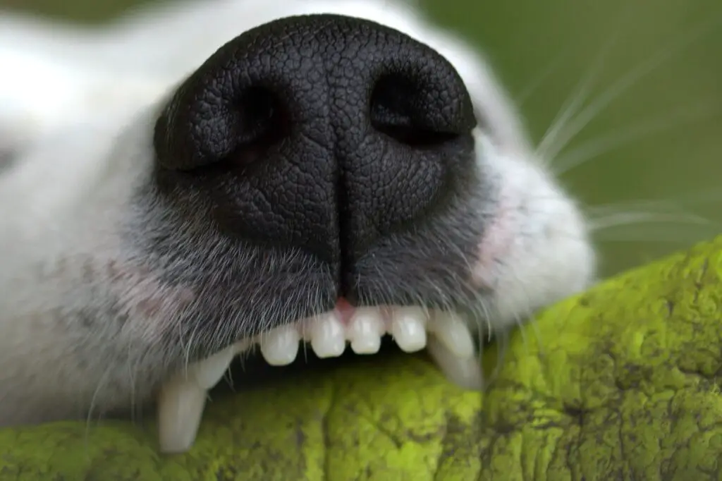 dog teeth