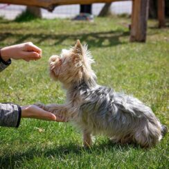 dog training