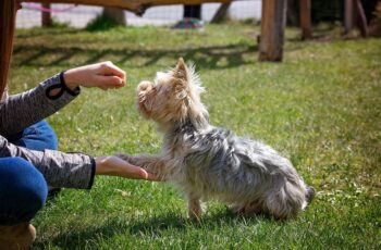 dog training