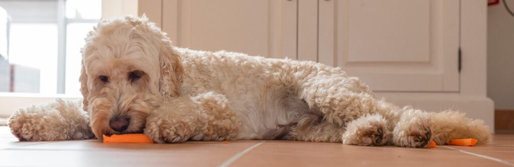 poodle, eating