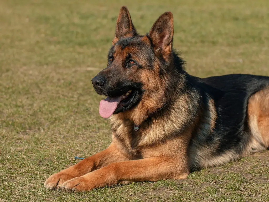 German Shepard