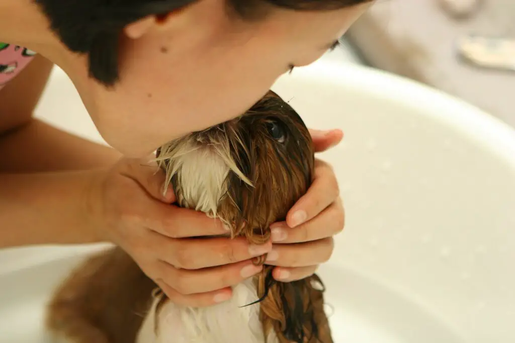 dog, bath