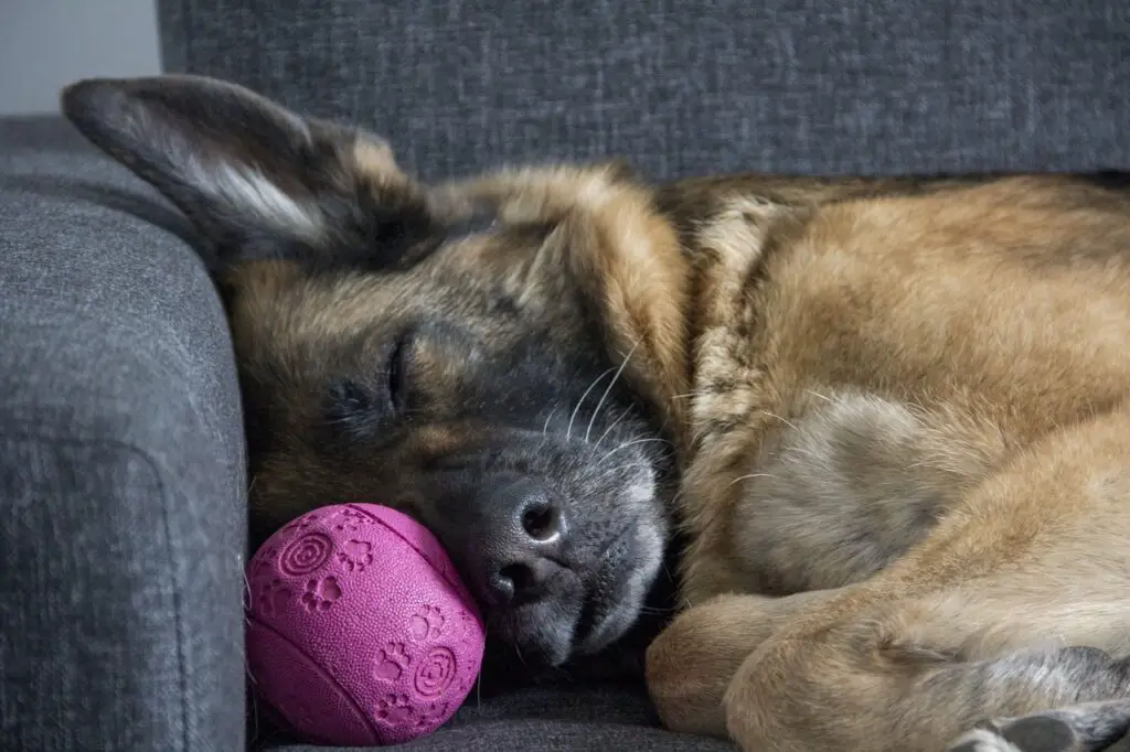 German Shepard sleeping