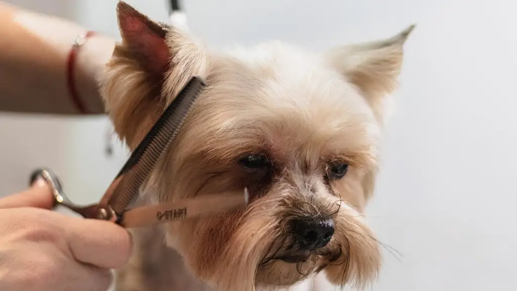 dog, grooming