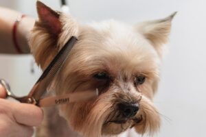 dog, grooming