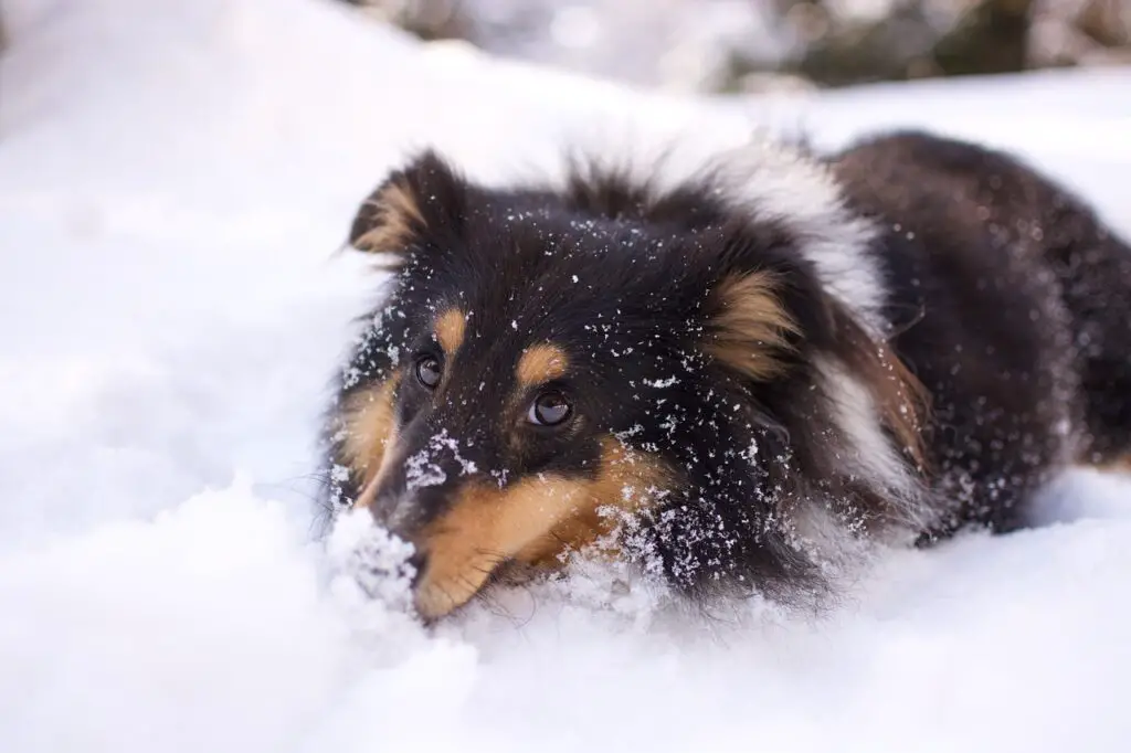 dog in snow