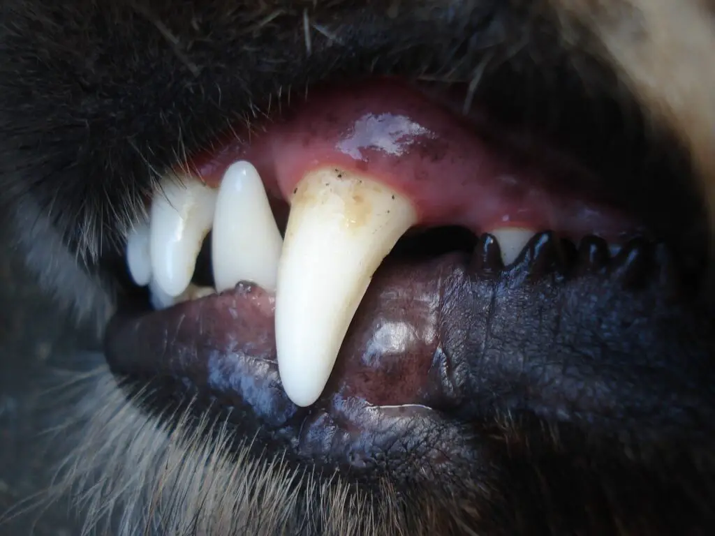 dog, teeth