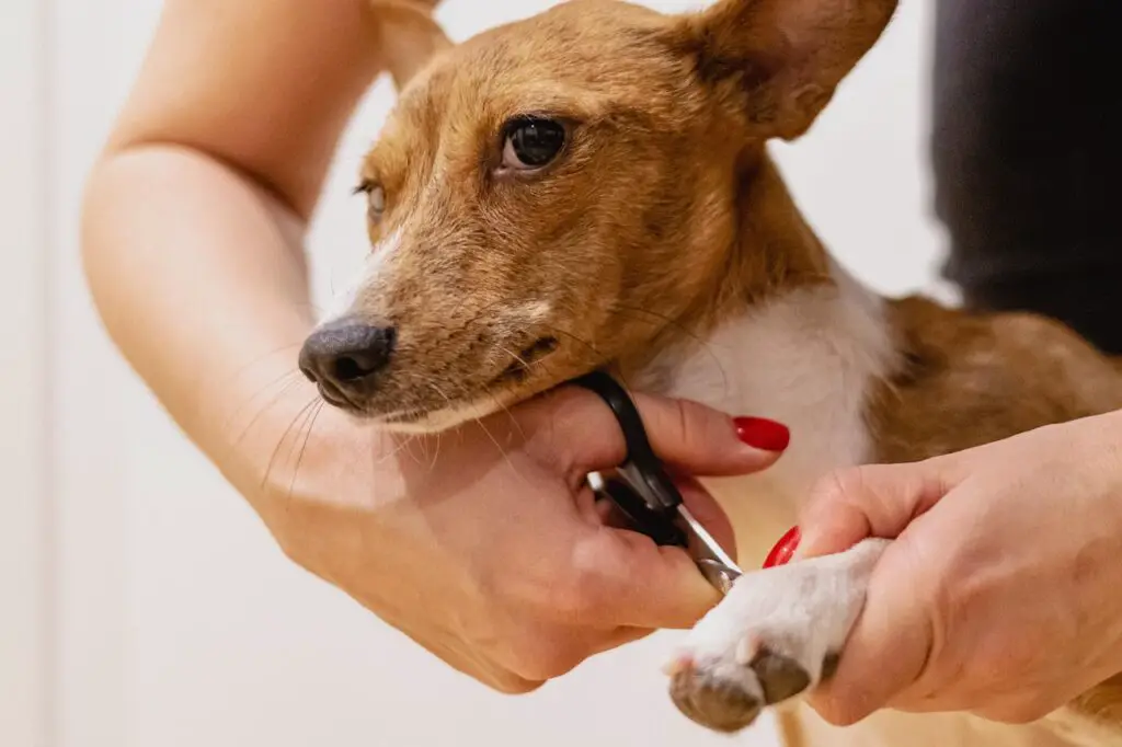 dog, nails, trim