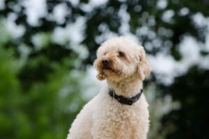 poodle, outside