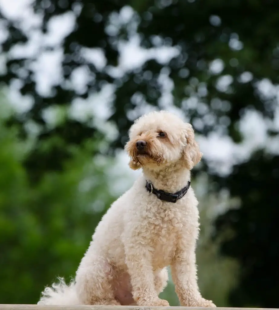 poodle, outside