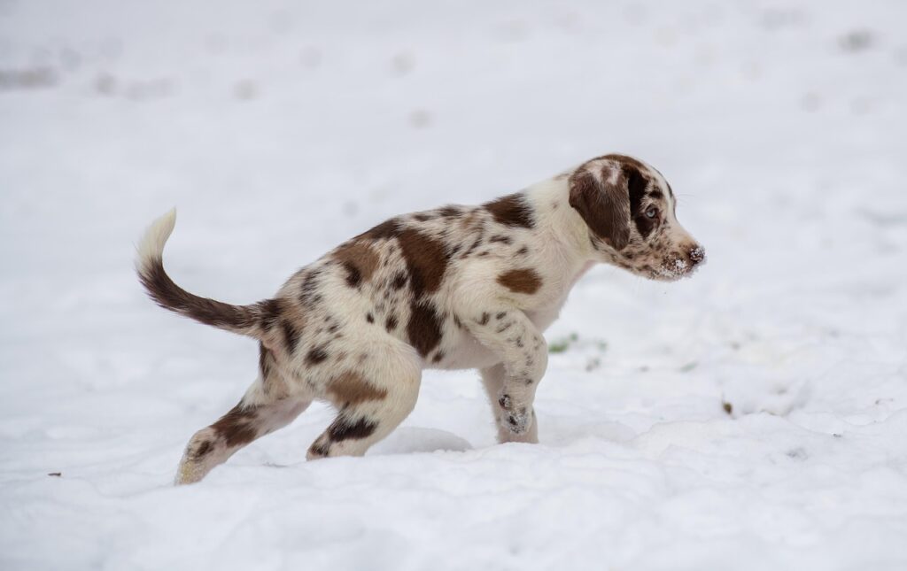 dog in snow