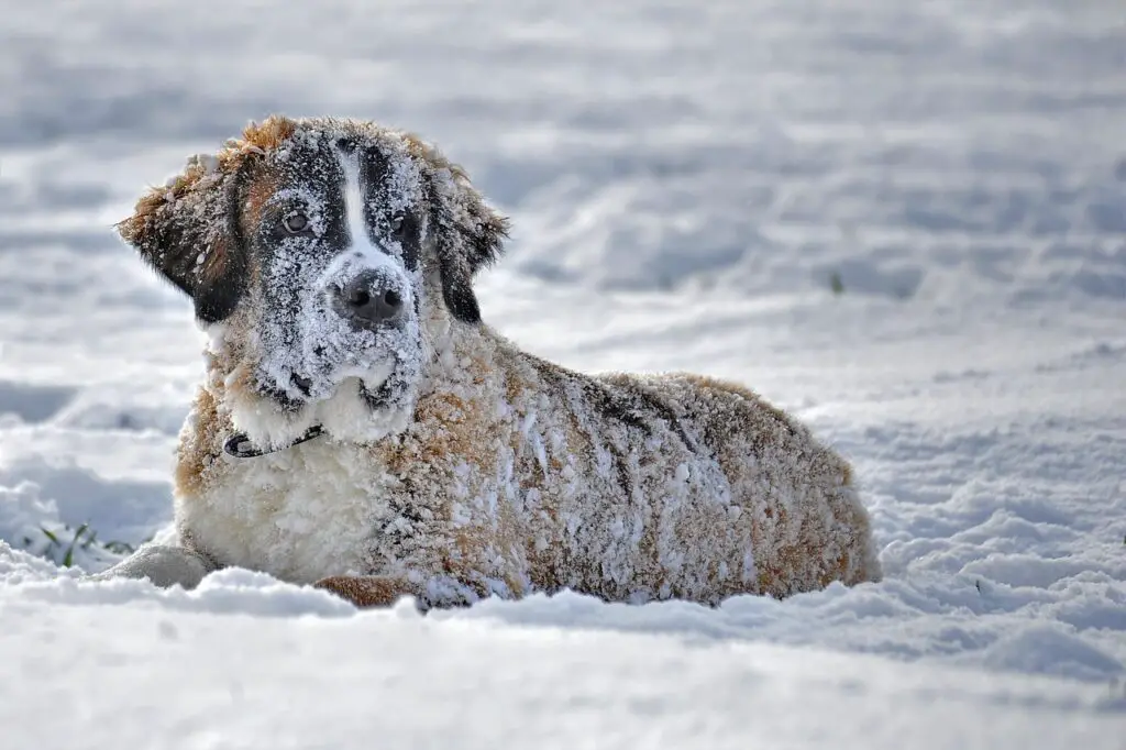 dog in snow