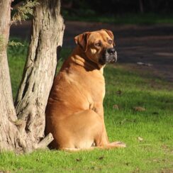 Bullmastiff