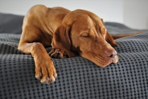 sleeping dog