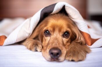 dog sleeping