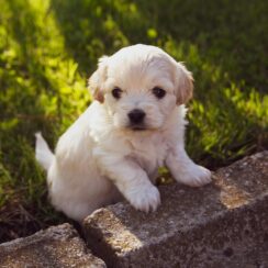 cutie puppy