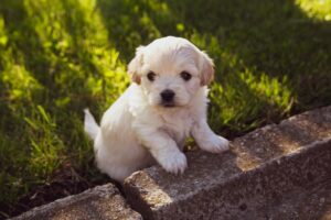 cutie puppy