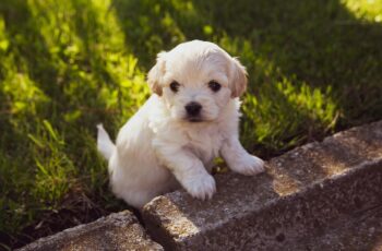 cutie puppy