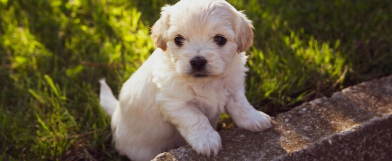 cutie puppy