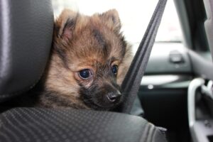 dog, safety