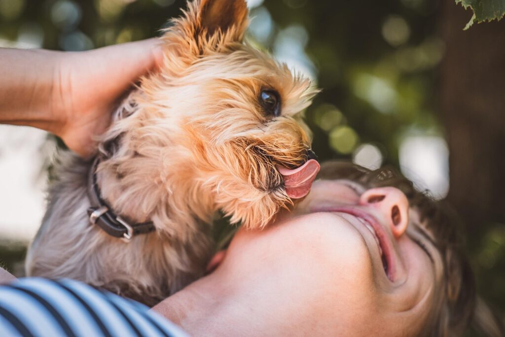 dog, licking, owner