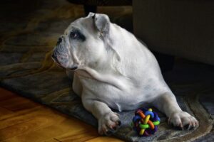 dog, toy, playing