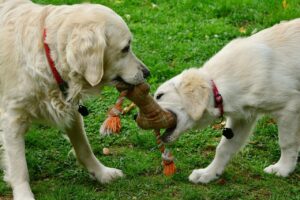 dogs, playing, toy