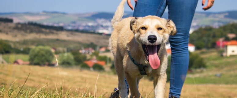 dog, outside, hiking