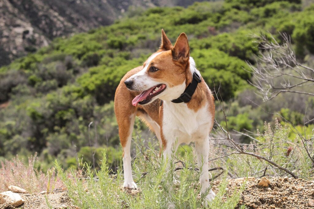 dog, outside, hiking