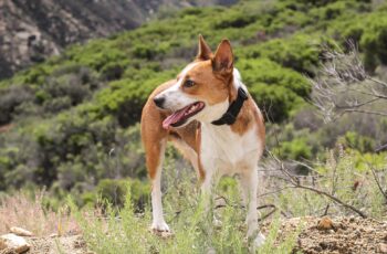dog, outside, hiking