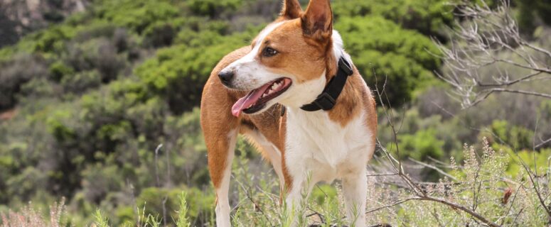 dog, outside, hiking